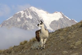 Lama in Bolivien vor Bergen