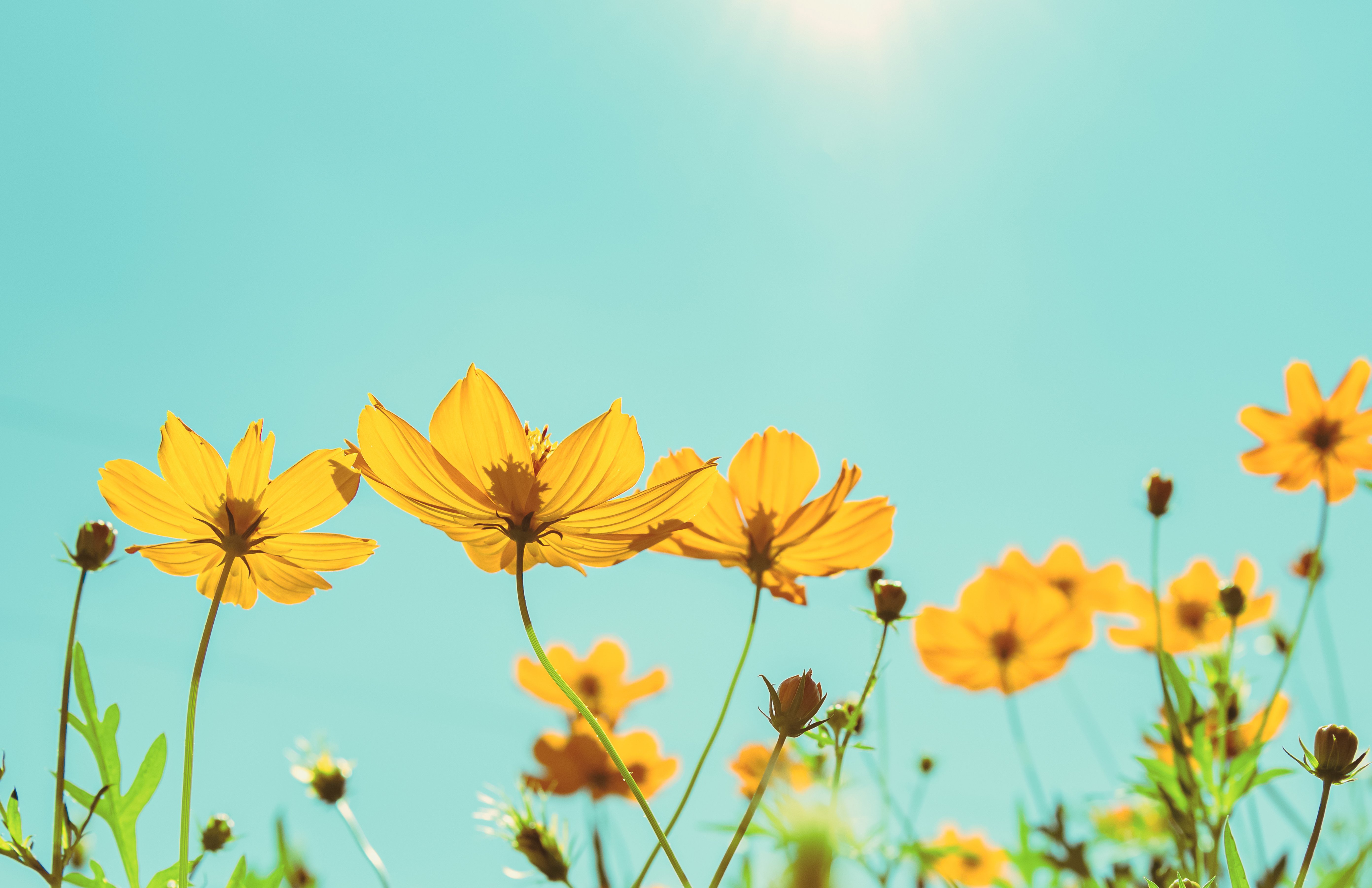 Blumenwiese und Sonnenhimmel